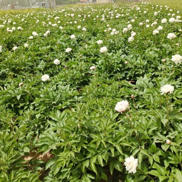 粉色观赏芍药清地白菜价！5年大颗观赏芍药，鲜花芍药