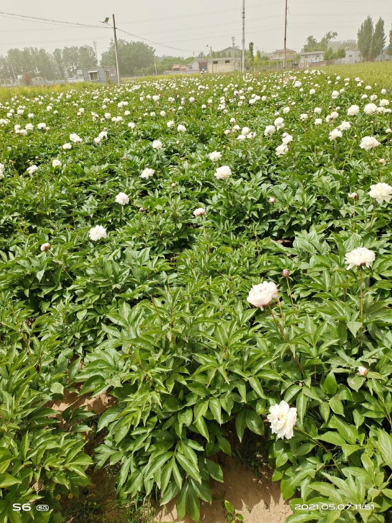 粉色观赏芍药清地白菜价！5年大颗观赏芍药，鲜花芍药