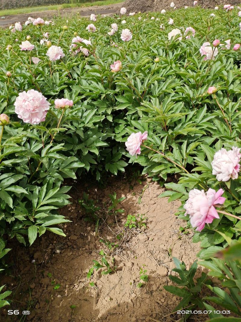 粉色观赏芍药清地白菜价！5年大颗观赏芍药，鲜花芍药