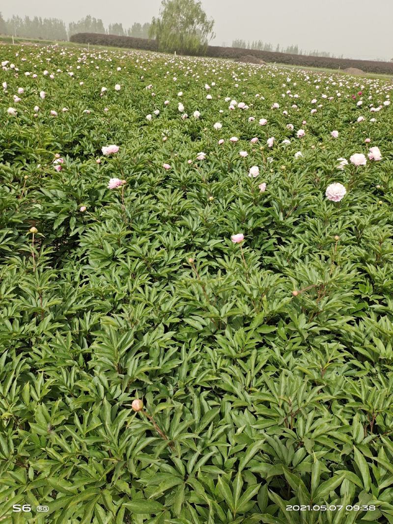 粉色观赏芍药清地白菜价！5年大颗观赏芍药，鲜花芍药