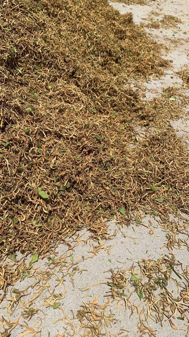 中药材金银花色白花全花蕾四季金银花药厂货