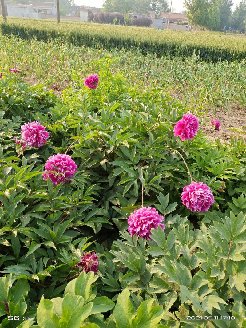 粉色观赏芍药清地白菜价！5年大颗观赏芍药，鲜花芍药