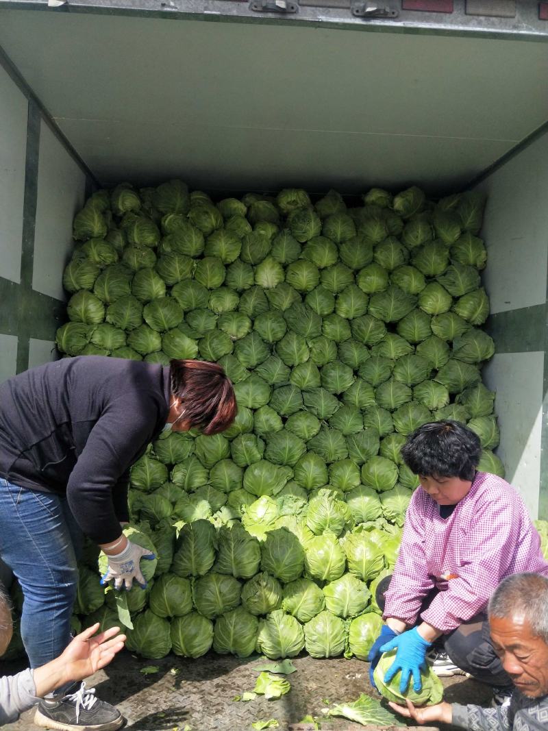 山东省泗水县甘蓝即将大量上市了！品种中甘系列韩国青