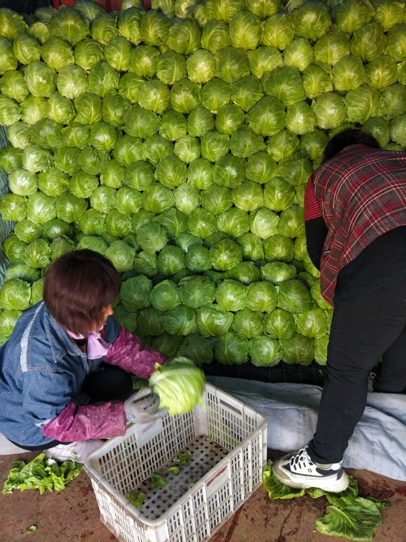 山东省泗水县甘蓝即将大量上市了！品种中甘系列韩国青