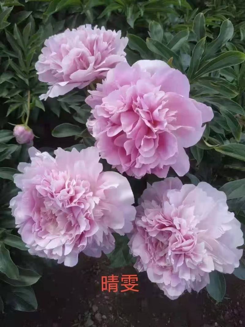 粉色观赏芍药清地白菜价！5年大颗观赏芍药，鲜花芍药