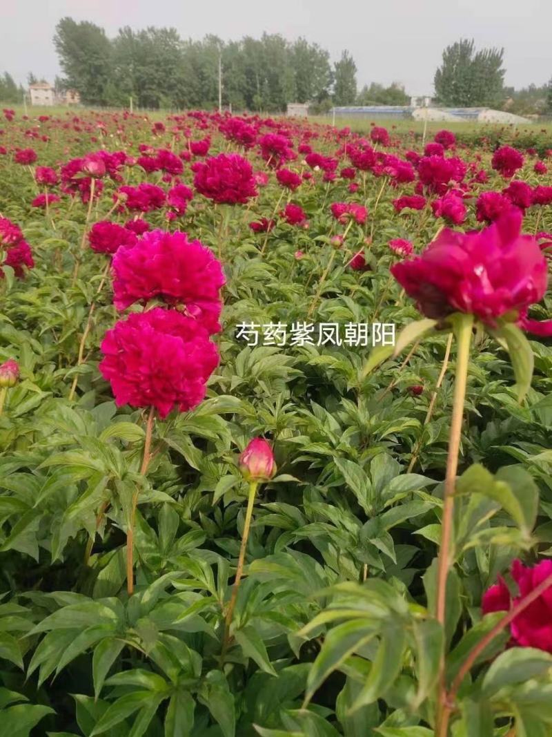 粉色观赏芍药清地白菜价！5年大颗观赏芍药，鲜花芍药