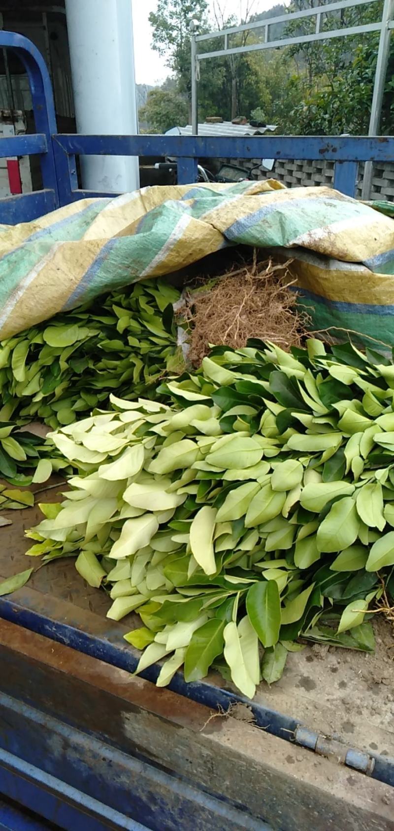 红心蜜柚苗，嫁接蜜柚苗，支持线上保障交易
