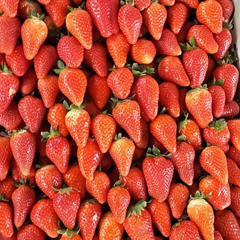 甜茶里优质草莓收货中，保质保量全国发货。