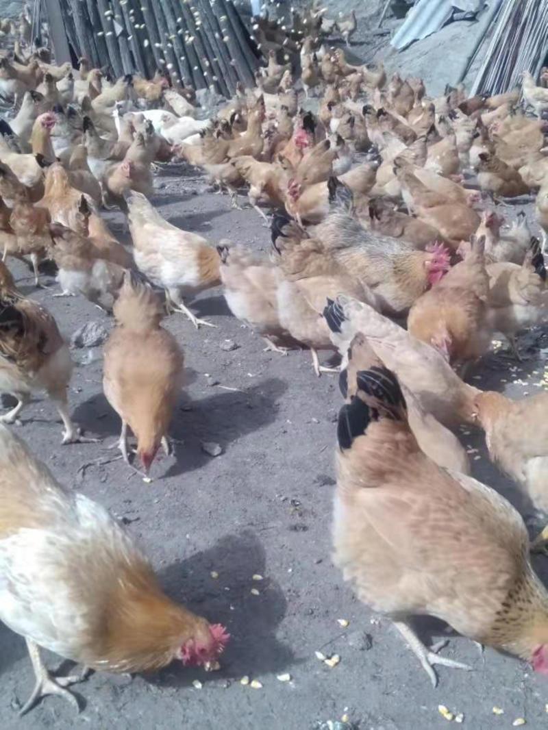 土母鸡，现大量出售散养黄油土鸡，产区一手货源