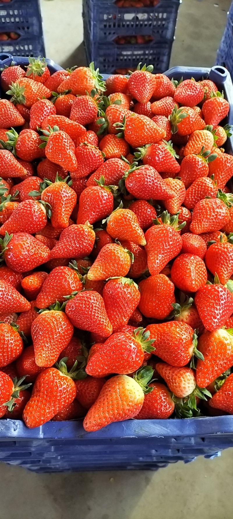 甜茶里优质草莓收货中，保质保量全国发货。