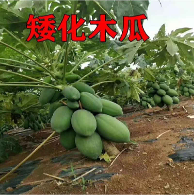 广西木瓜果树苗南方种四季木瓜苗矮化当年结果台湾水果木瓜苗