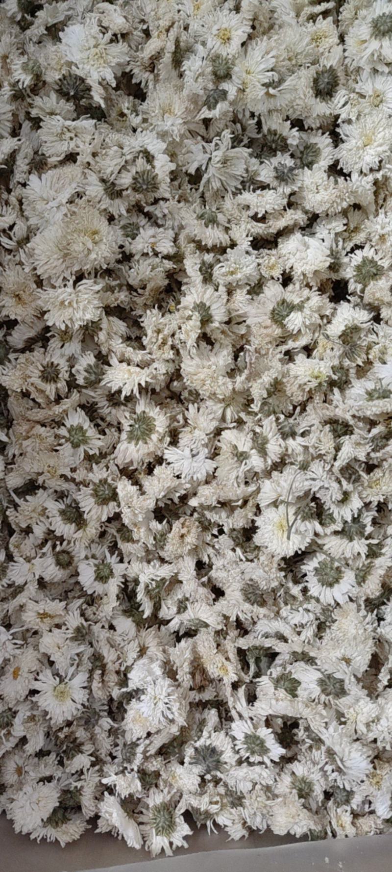 茉莉花茶无硫茉莉花包邮子露生物科技欢迎选购