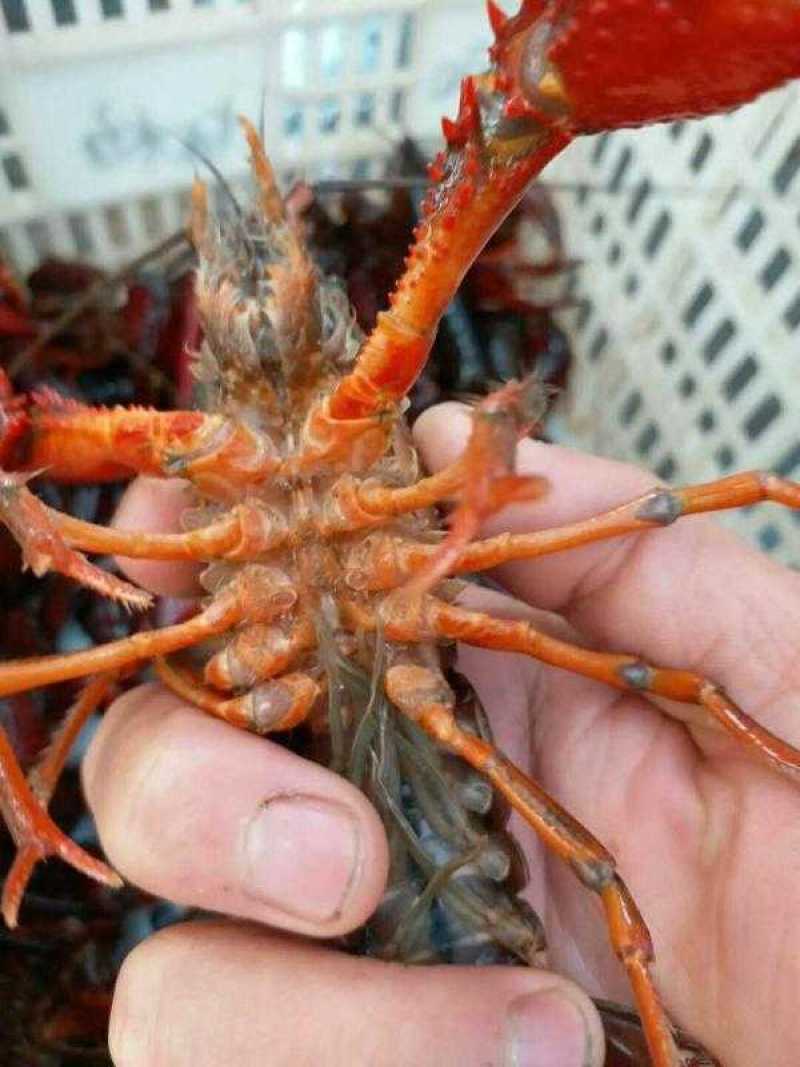 盱眙小龙虾大青789规格青虾