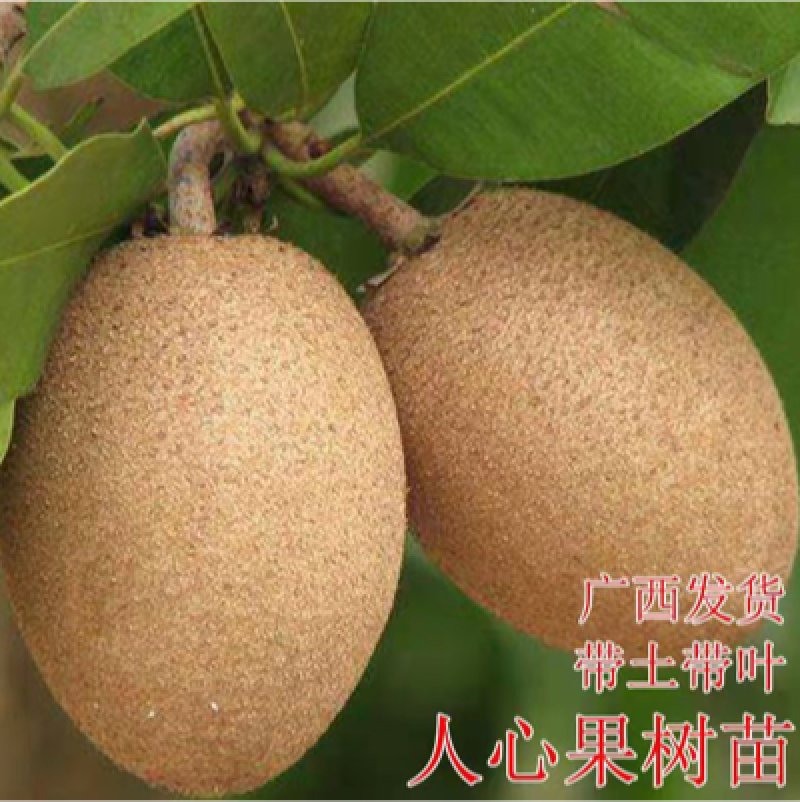 广西人心果树苗嫁接人参果树苗南北方种植四季盆栽地栽果树苗
