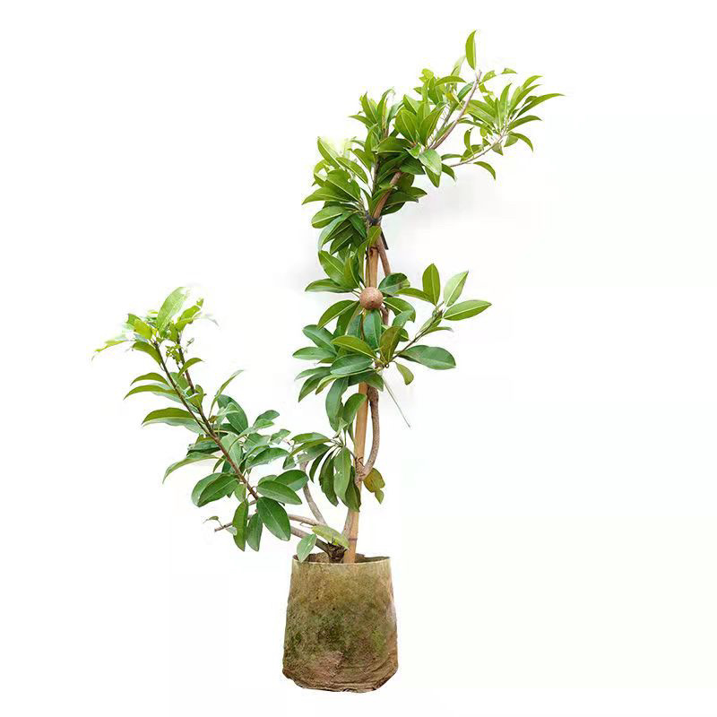 广西人心果树苗嫁接人参果树苗南北方种植四季盆栽地栽果树苗
