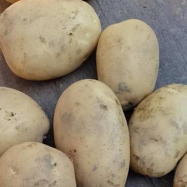 云南新鲜丽薯六号土豆精品土豆，货源充足，品质保证全国发货