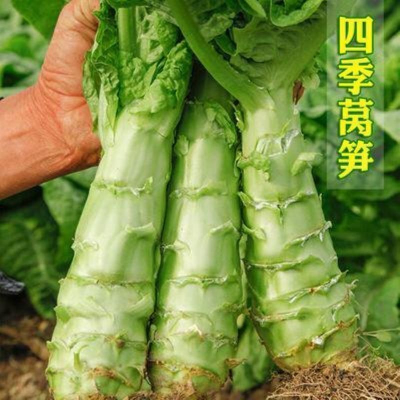 莴笋种子耐热尖叶一代香笋王特抗高温肉质香脆春夏莴笋种子