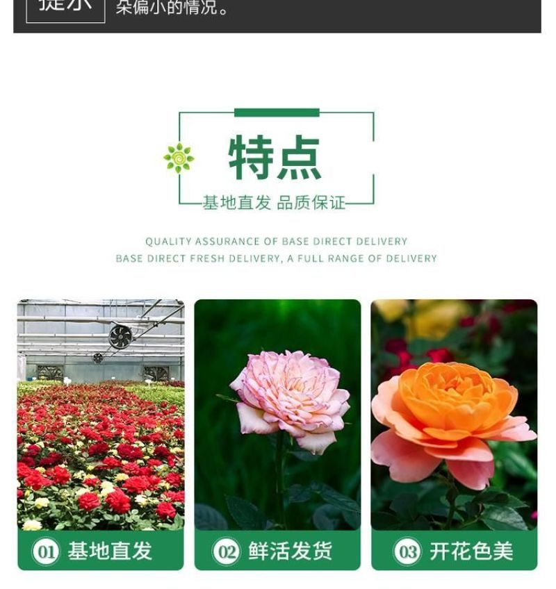 月季花苗特大花卉果汁果汁植物室内花园庭院蔷薇四季开阳台盆