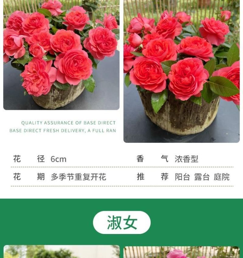 月季花苗特大花卉果汁果汁植物室内花园庭院蔷薇四季开阳台盆