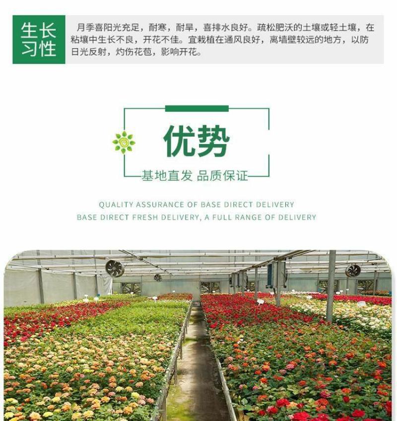 月季花苗特大花卉果汁果汁植物室内花园庭院蔷薇四季开阳台盆