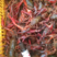 正宗洪湖小龙虾全规红虾满肉可供市场电商配送品质保障