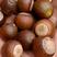 常年销售橡子种子，可长期供应做凉粉用的鲜橡子，干橡仁