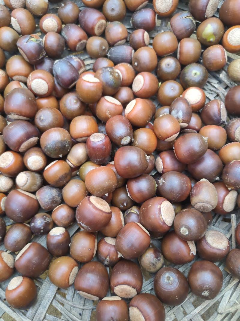 常年销售橡子种子，可长期供应做凉粉用的鲜橡子，干橡仁