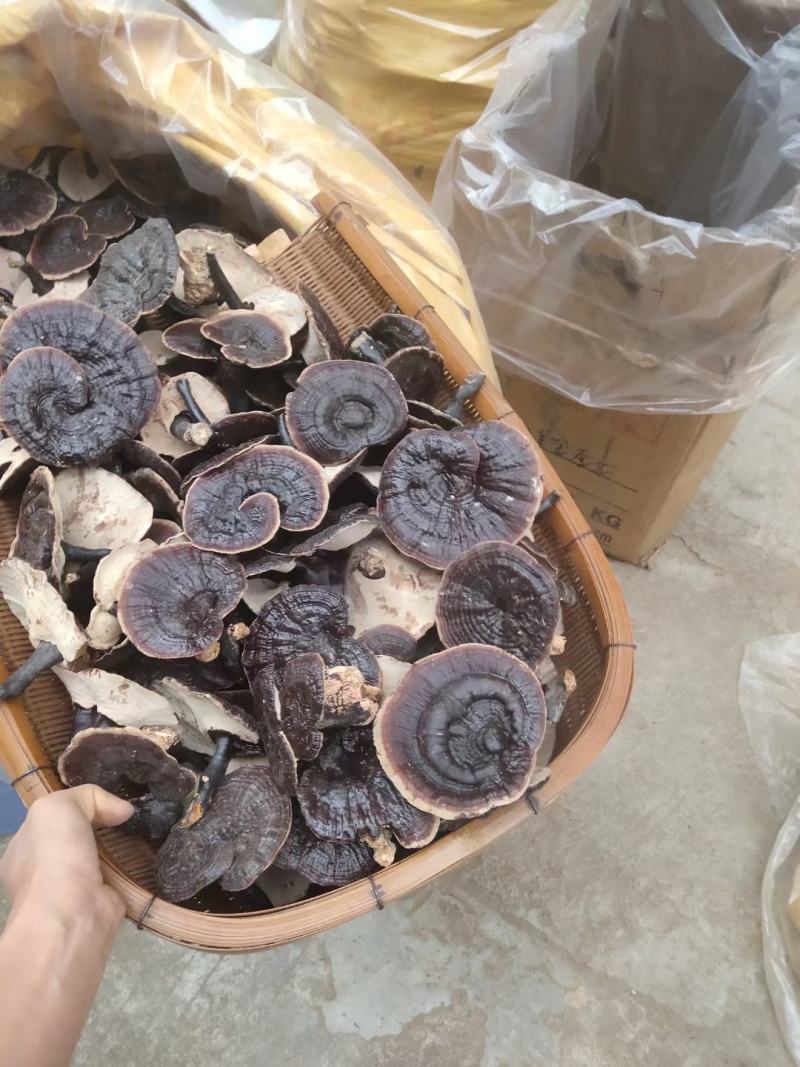 黑灵芝，中药材