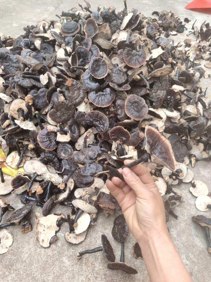 黑灵芝，中药材