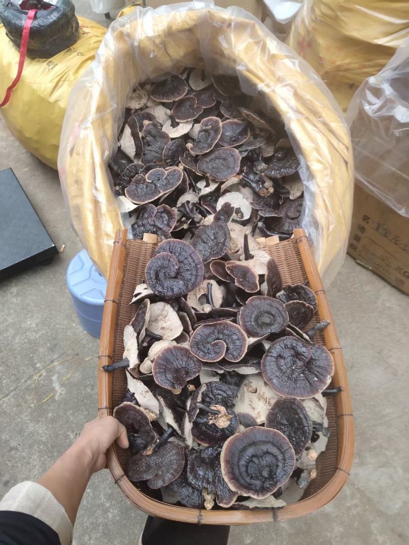 黑灵芝，中药材