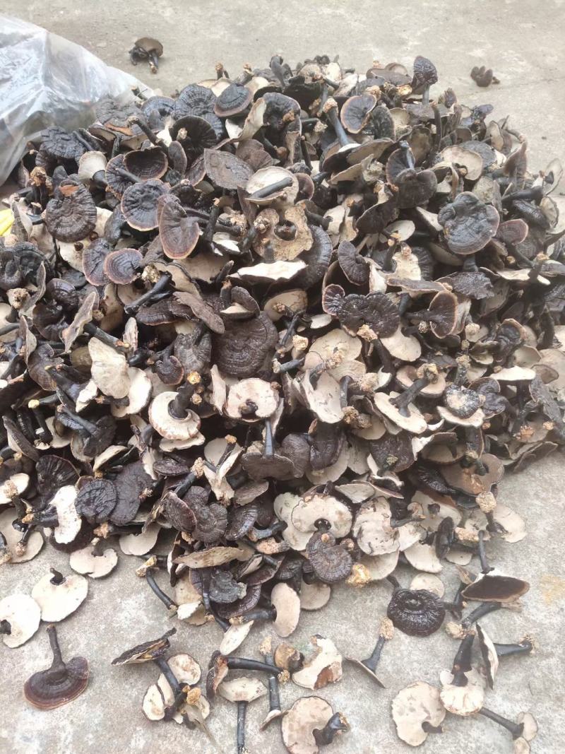 黑灵芝，中药材