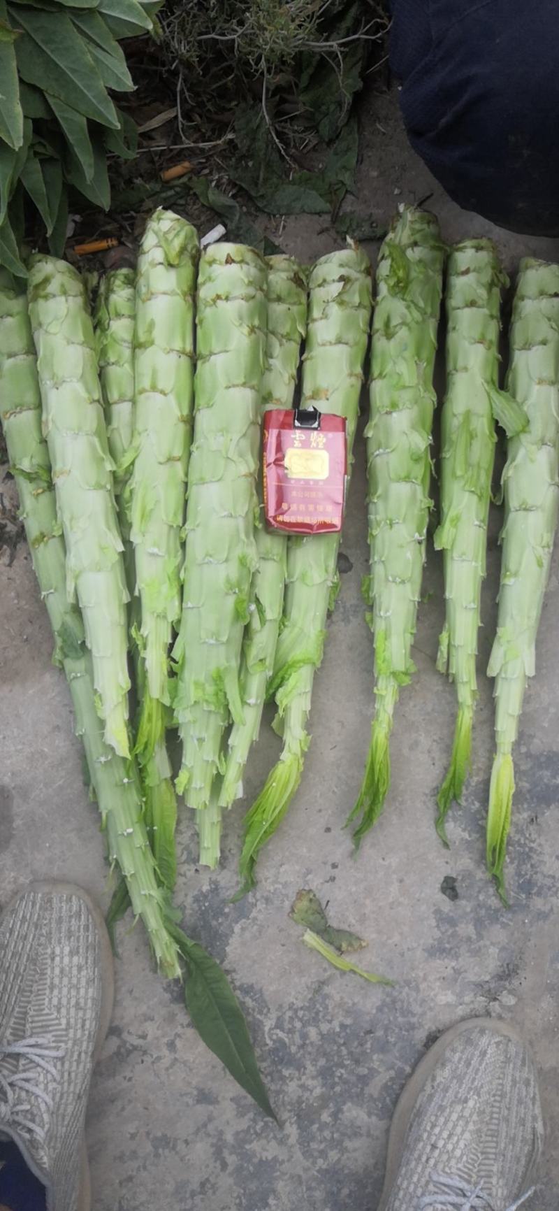 云南高原莴笋莴苣(光杆)大量上无空心无裂口无开花