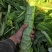 云南高原莴笋莴苣(光杆)大量上无空心无裂口无开花