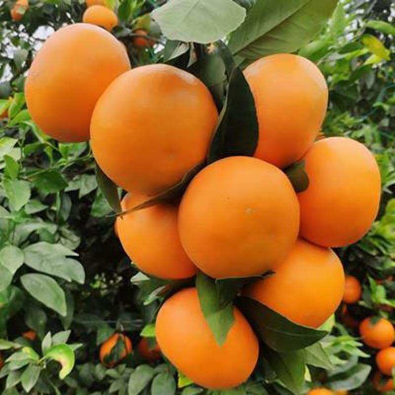 【荐】广西武鸣沃柑初恋果橘子生态种植产地货源充足有洗果场