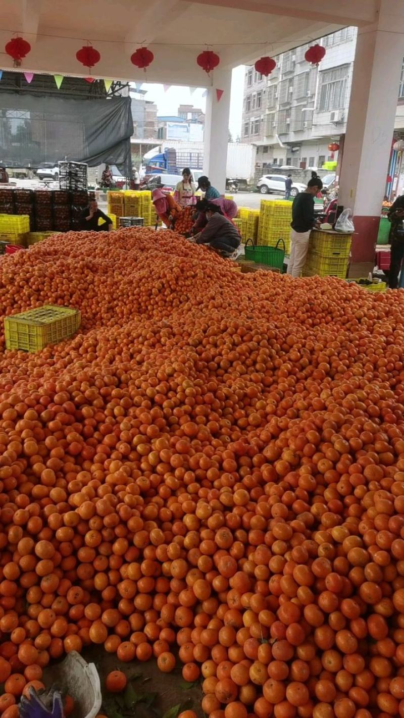 广西沃柑武鸣沃柑对接电商外贸出口市场饮料加工榨汁果一件代