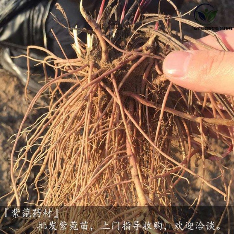 紫苑苗，高产紫苑苗紫苑芽，现挖现发，基地直销价格优惠