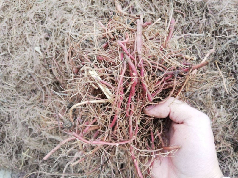 紫苑苗，高产紫苑苗紫苑芽，现挖现发，基地直销价格优惠