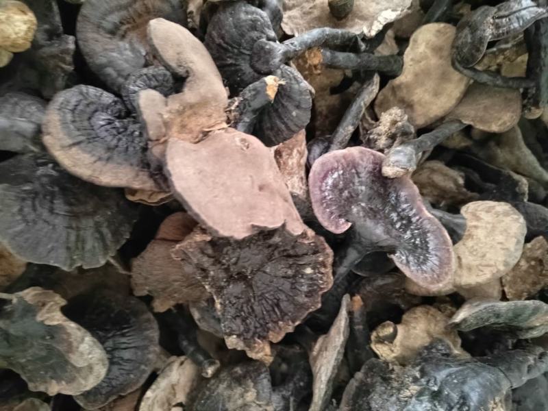 广西河池巴马野生灵芝，中药材，深山老林灵芝