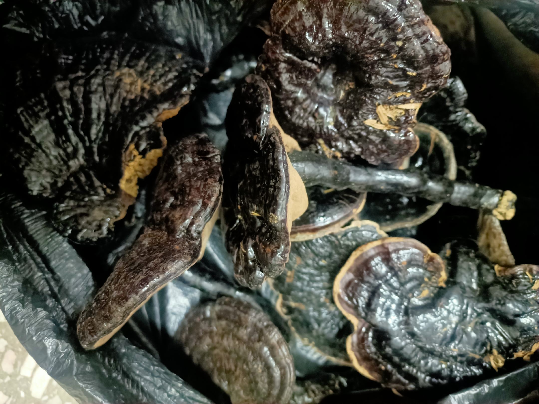 黑灵芝的特写镜头,展示其表面纹理与光泽 黑灵芝特写
