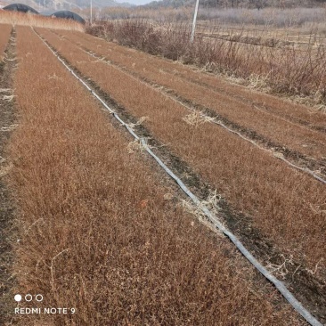 珍珠绣线菊苗播种苗一年苗建圃绿化工程苗全国邮寄