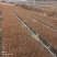 珍珠绣线菊苗播种苗一年苗建圃绿化工程苗全国邮寄