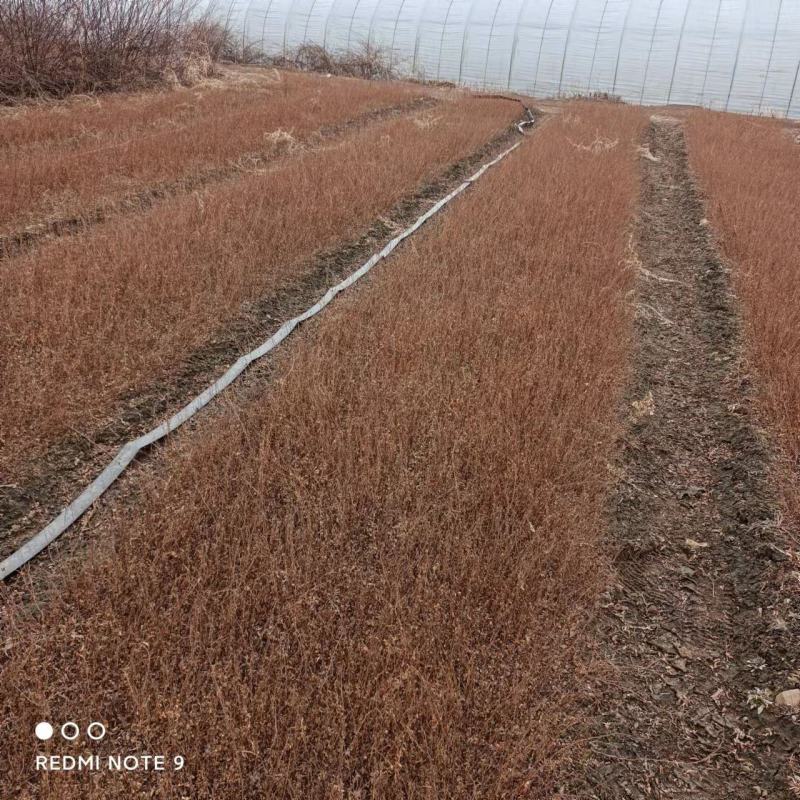 珍珠绣线菊苗播种苗一年苗建圃绿化工程苗全国邮寄