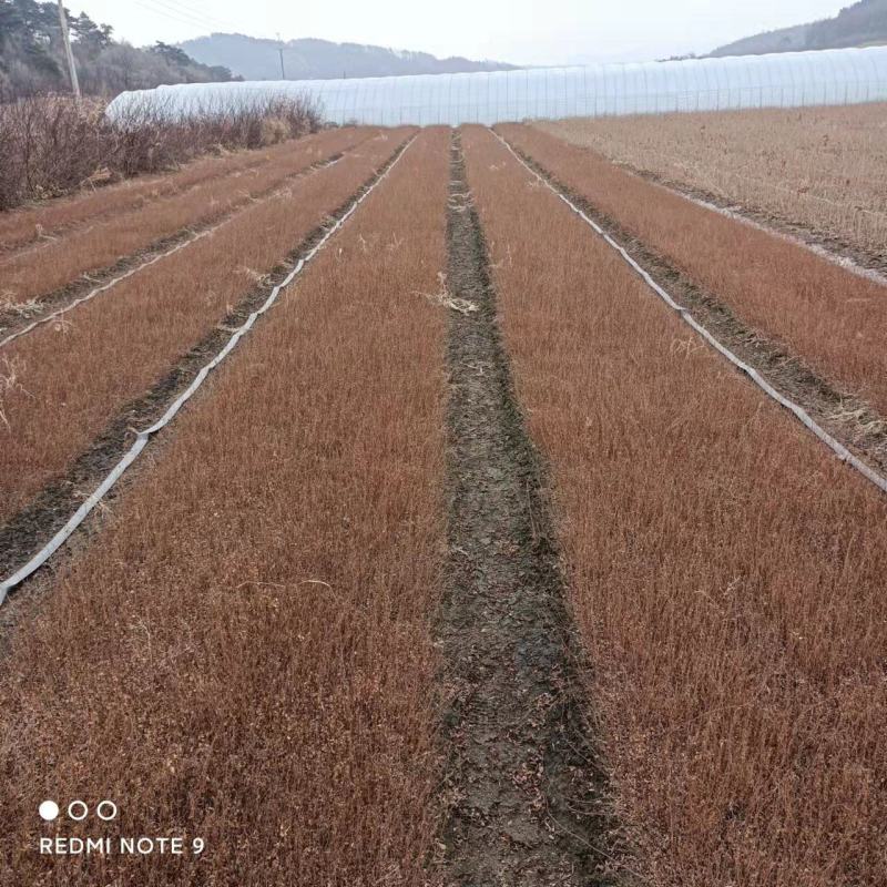 珍珠绣线菊苗播种苗一年苗建圃绿化工程苗全国邮寄