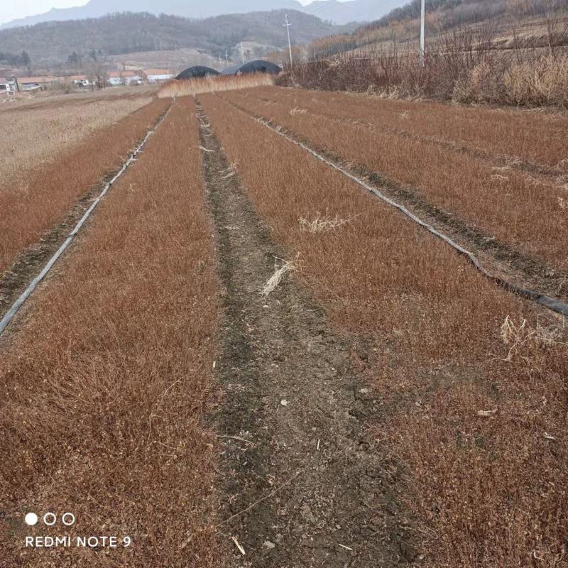 珍珠绣线菊苗播种苗一年苗建圃绿化工程苗全国邮寄