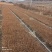 珍珠绣线菊苗播种苗一年苗建圃绿化工程苗全国邮寄