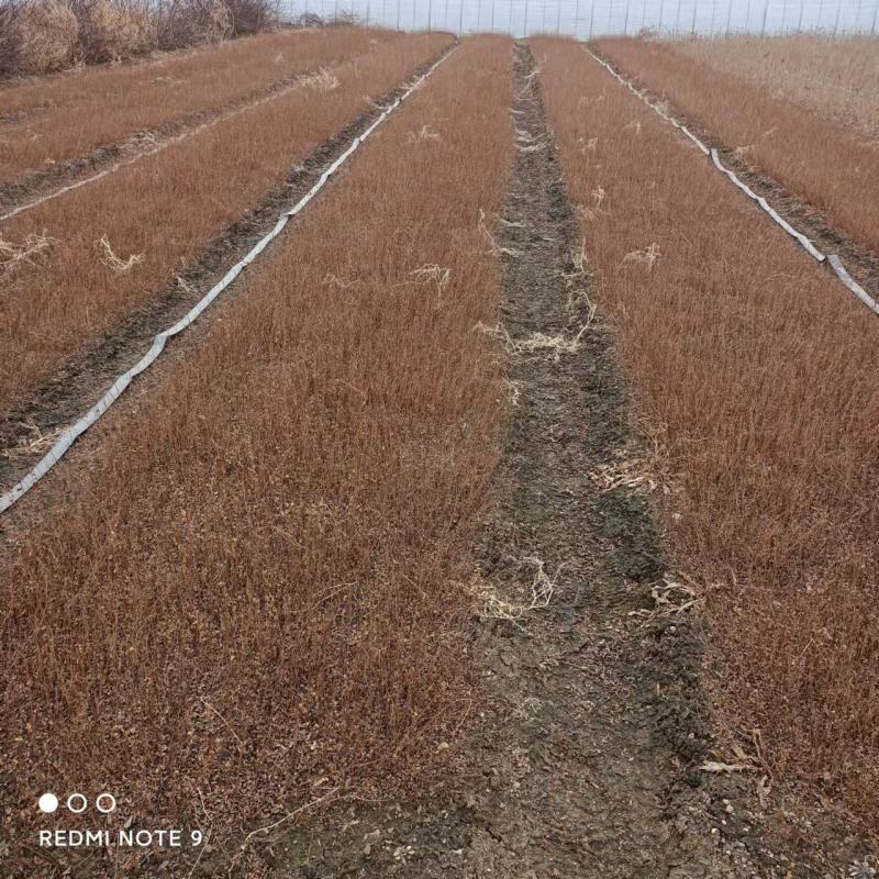 珍珠绣线菊苗播种苗一年苗建圃绿化工程苗全国邮寄