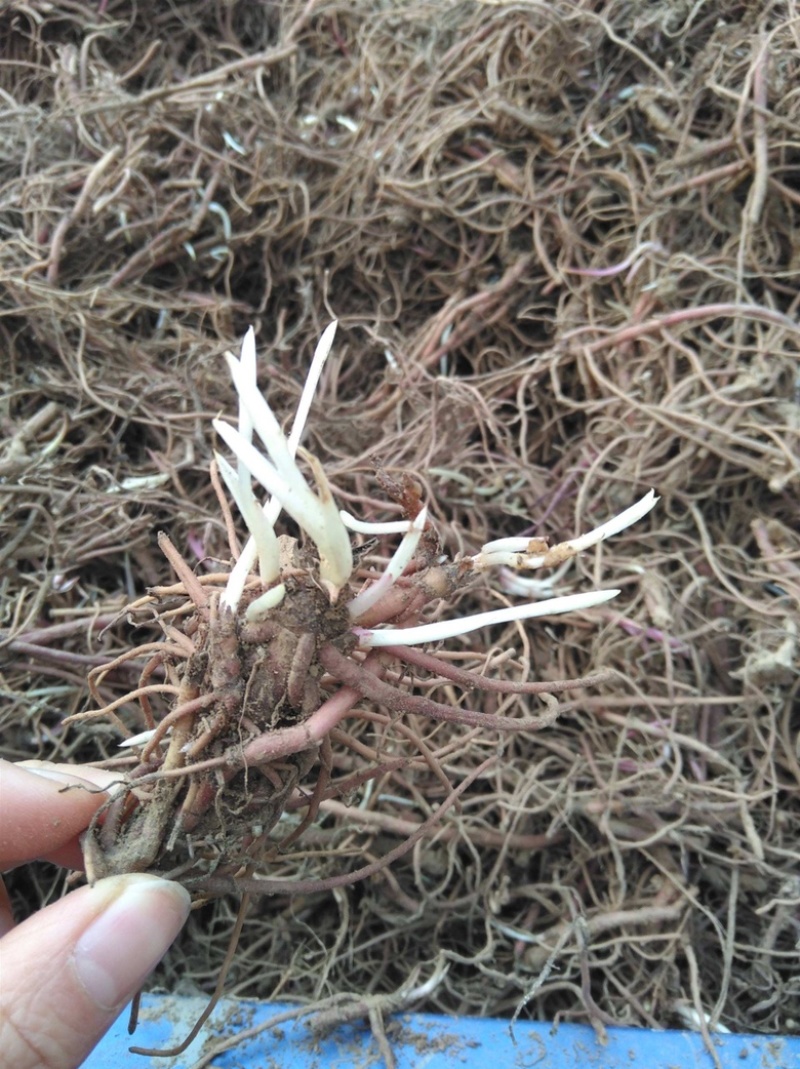 紫苑苗，高产紫苑苗紫苑芽，现挖现发，基地直销价格优惠