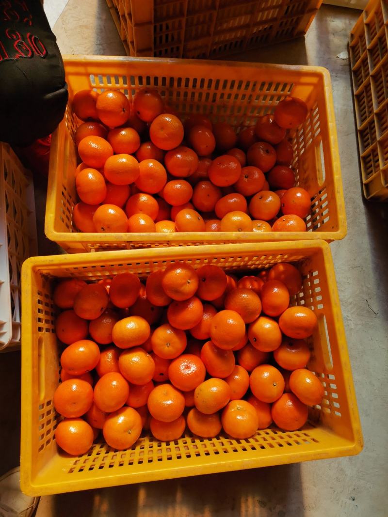 广西武鸣沃柑大批量供应