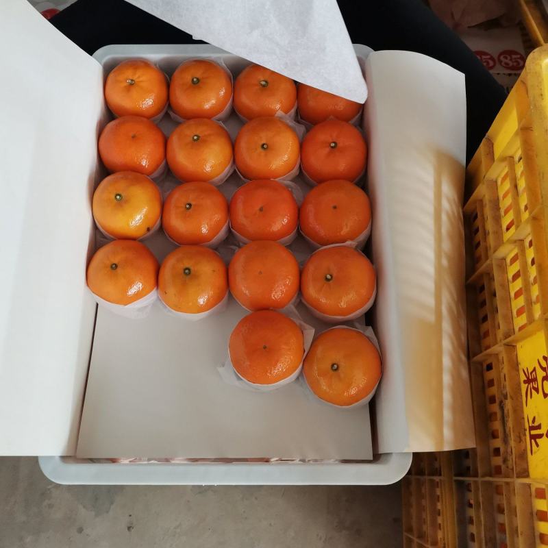 广西武鸣沃柑大批量供应