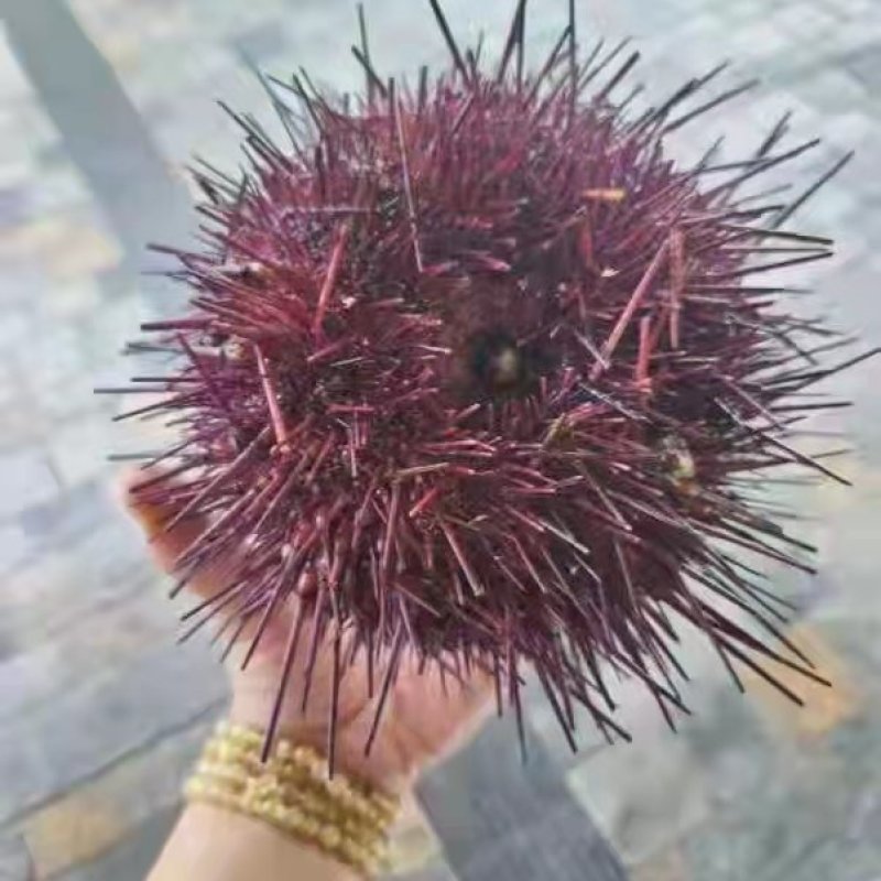 加拿大，活海胆